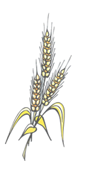 wheat